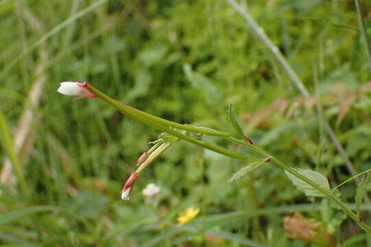 Image de Epilobium amurense Hausskn.