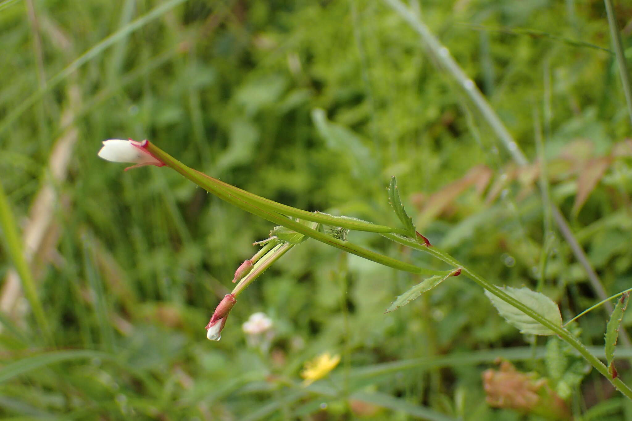 Image de Epilobium amurense Hausskn.