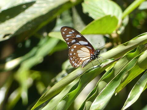 Image of common graphium