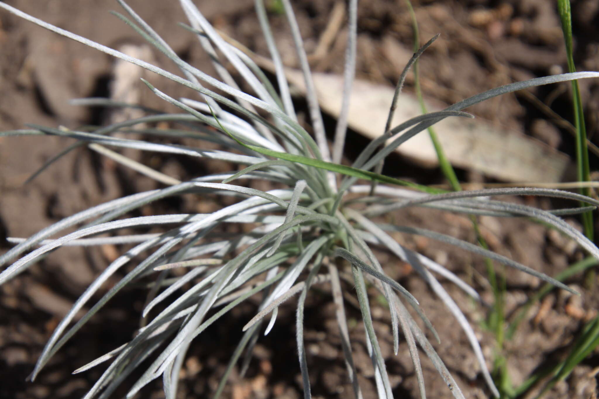 Image of Plantago bismarckii Nederl.