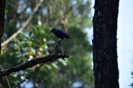 Image of Malabar Whistling Thrush