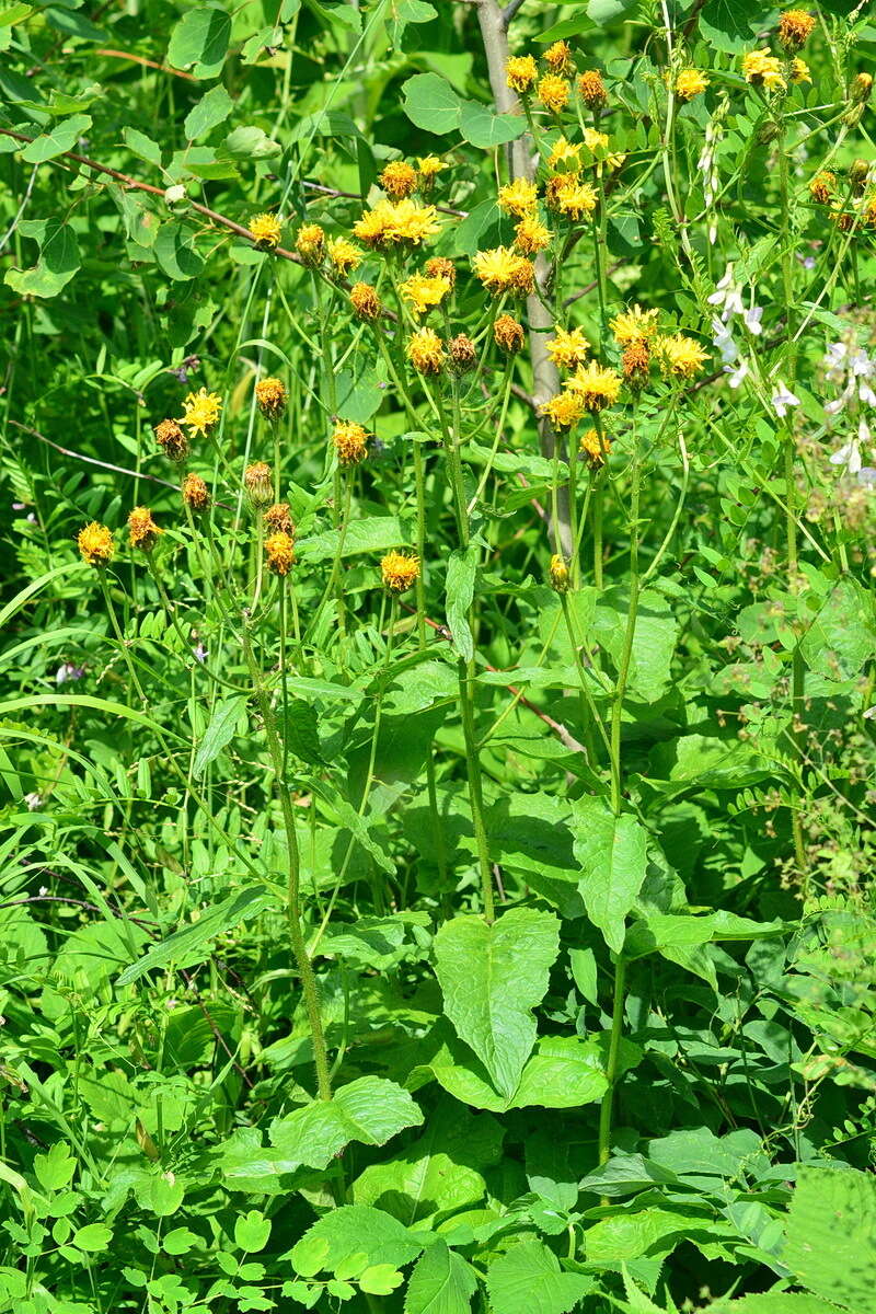 Image of Crepis sibirica L.