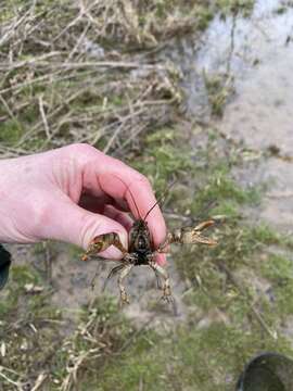 Image of <i>Lacunicambarus thomai</i>