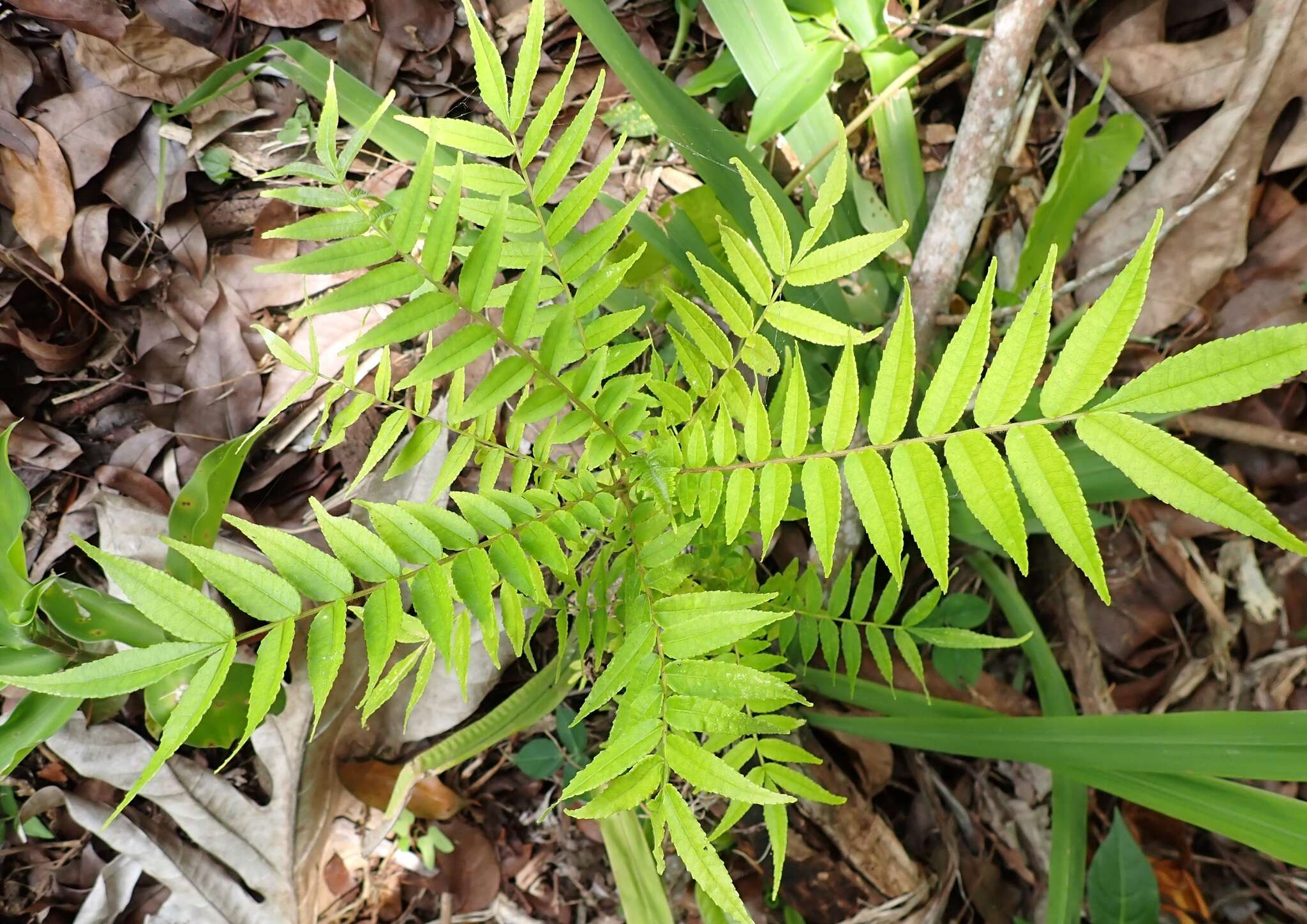 Imagem de Zanthoxylum martinicense (Lam.) DC.