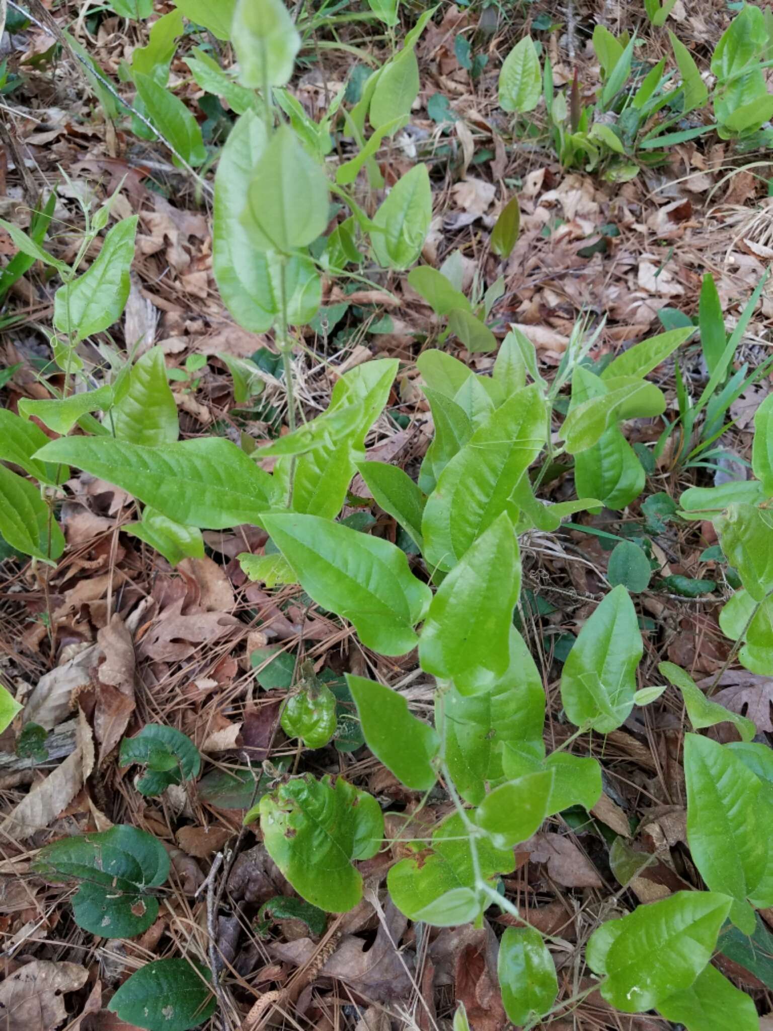 Image of Sarsparilla-Vine