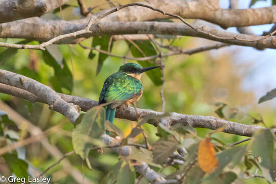 Image of Rufous-tailed Jacamar