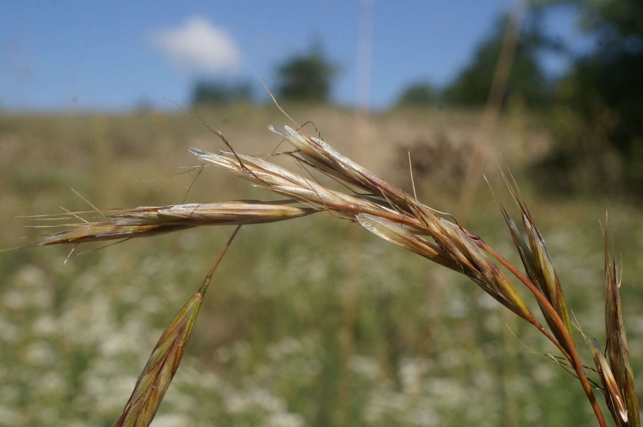 Imagem de Helictochloa compressa (Heuff.) Romero Zarco