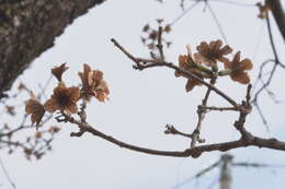 صورة Cordia morelosana Standl.