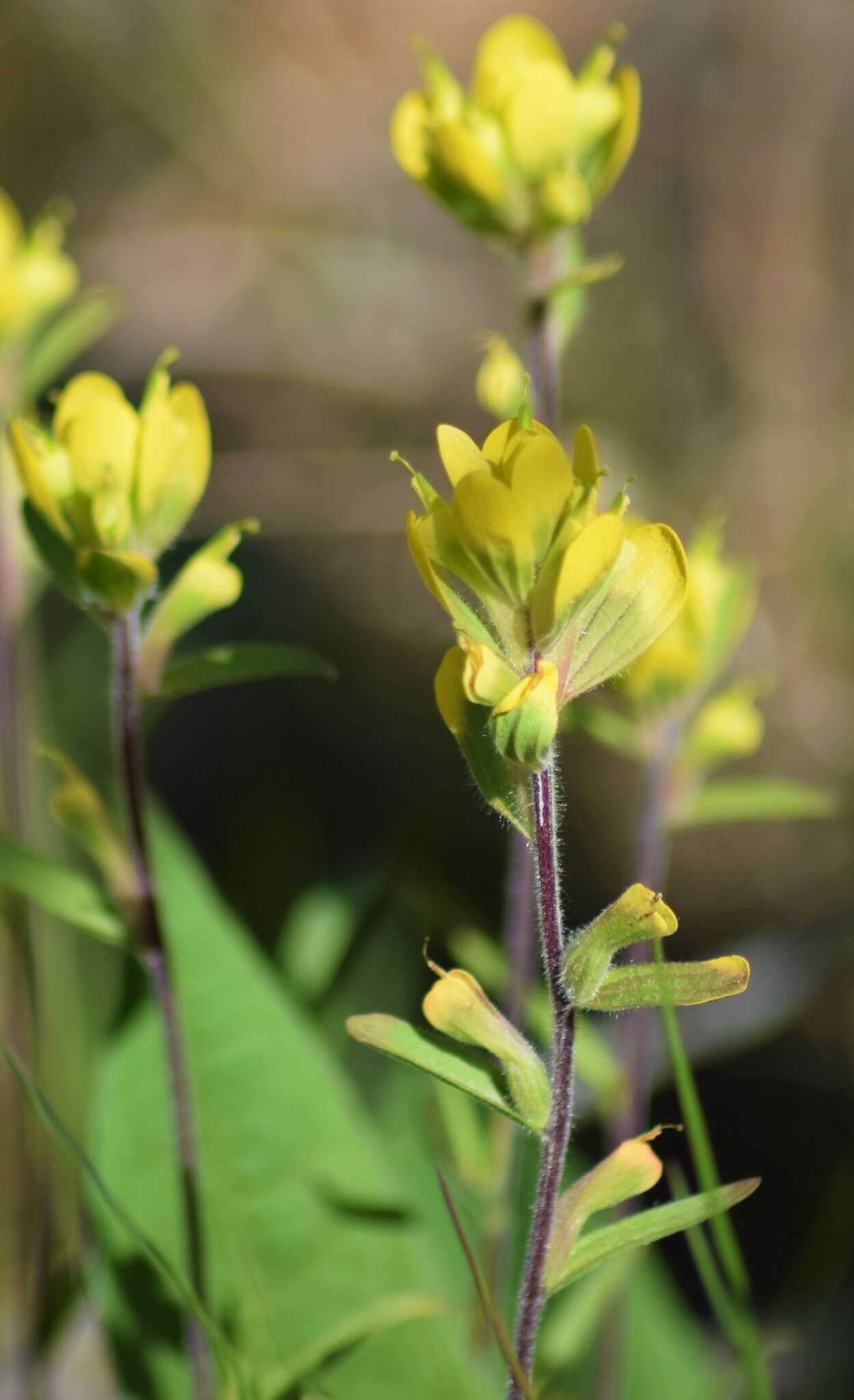 Слика од Castilleja kraliana J. R. Allison