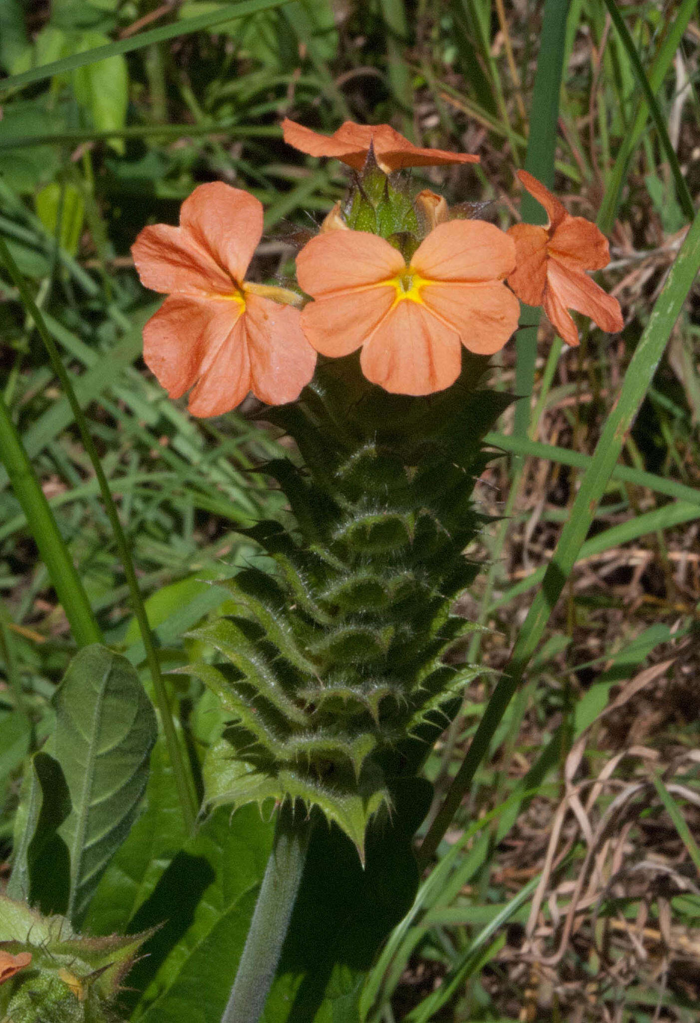 Image of Crossandra greenstockii S. Moore