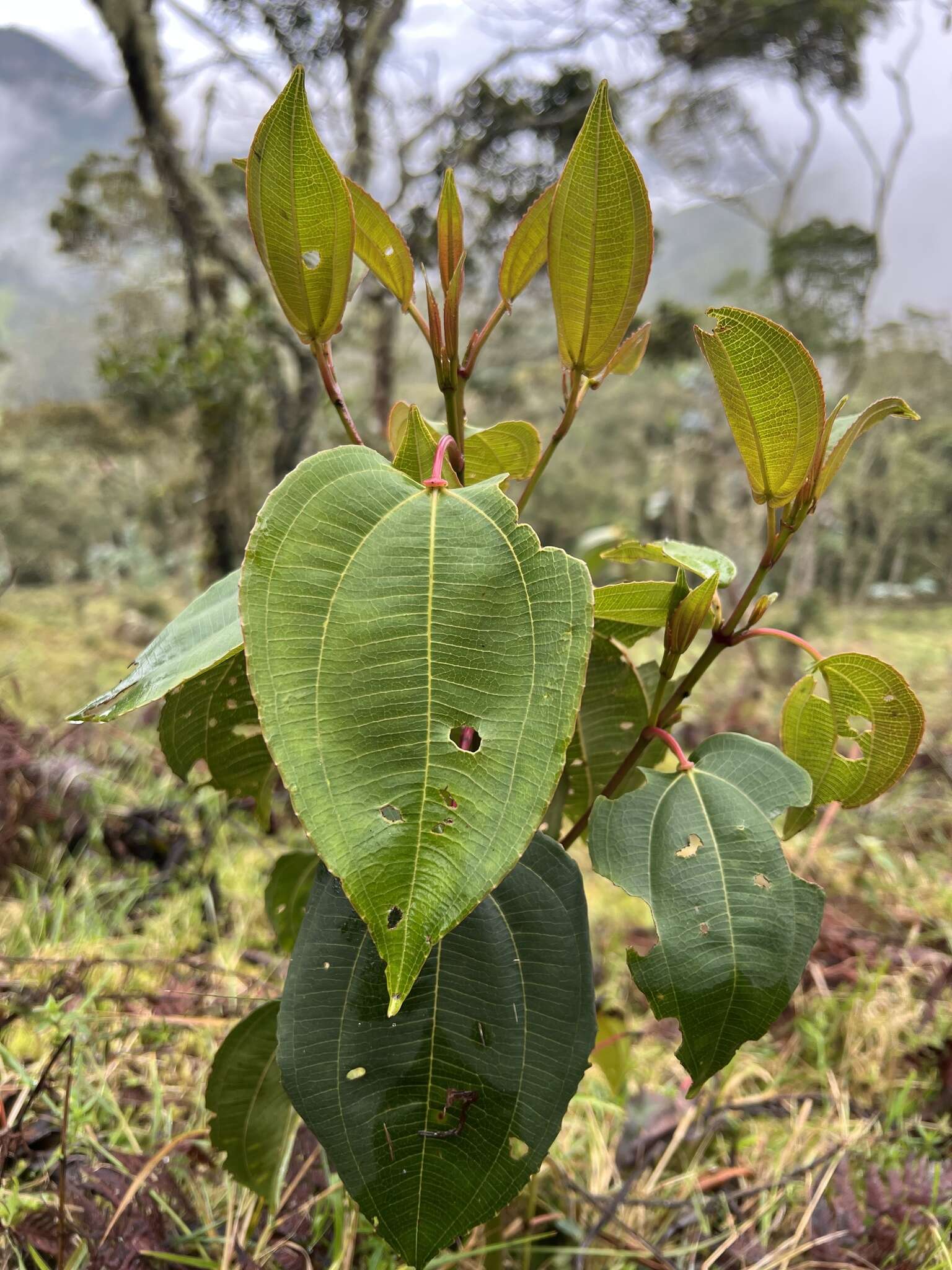 Image of Axinaea scutigera Triana