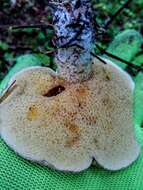 Image of Suillus acidus (Peck) Singer 1945