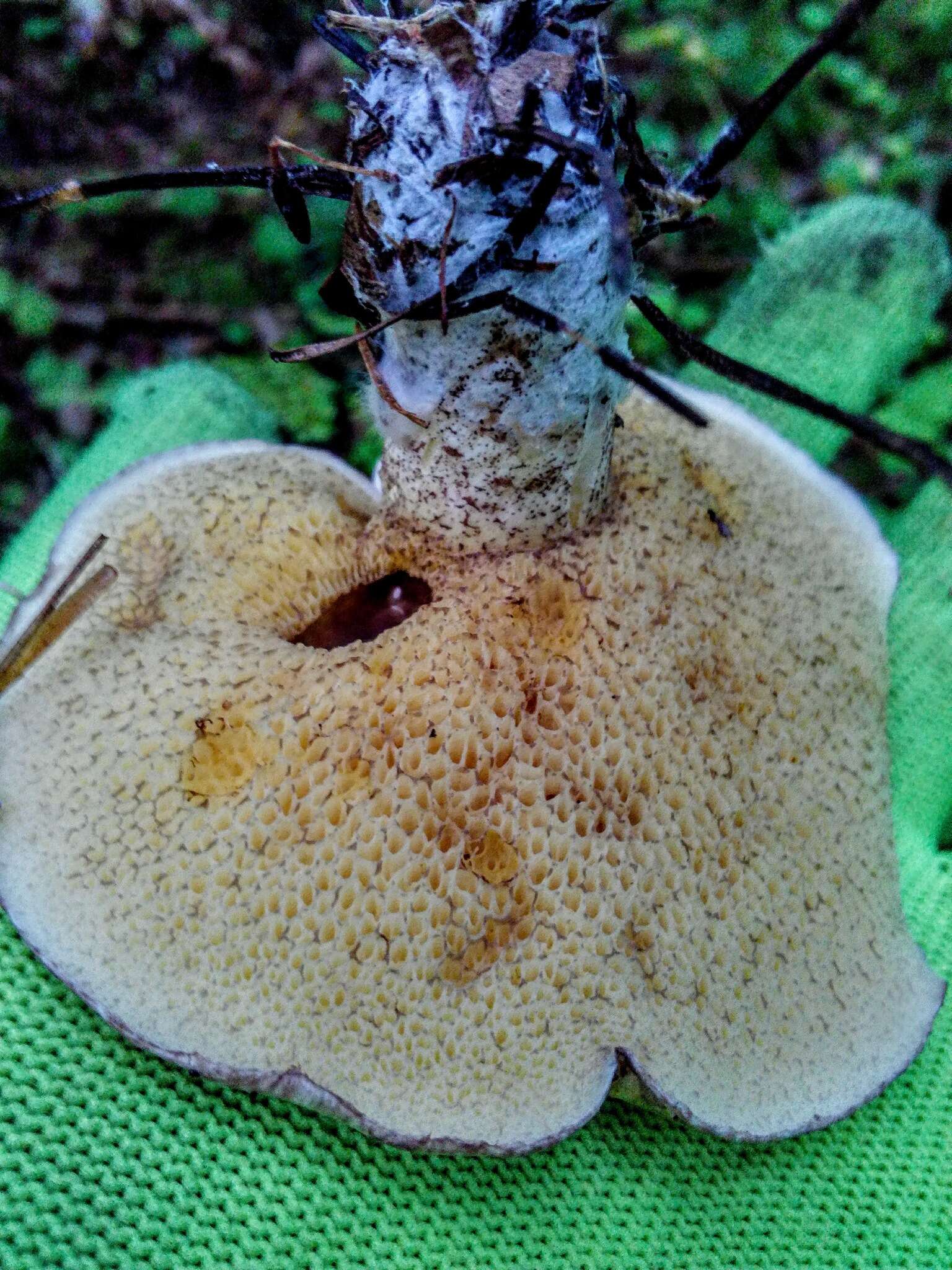 Image of Suillus acidus (Peck) Singer 1945