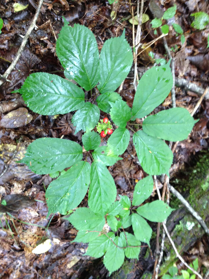 Panax quinquefolius L. resmi