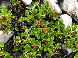 Image of bearberry willow