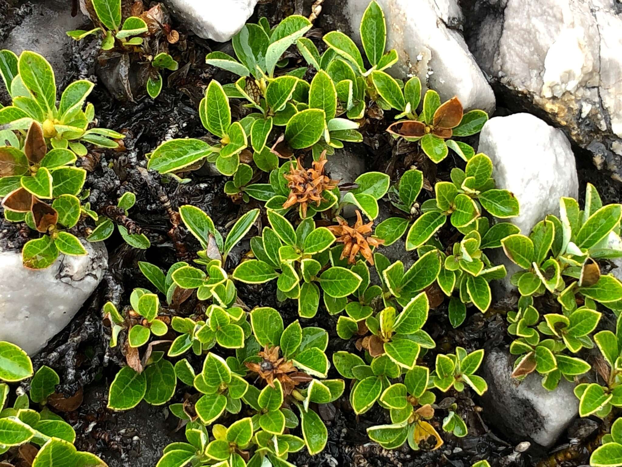 Image of bearberry willow