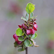 Image of Dodonaea baueri Endl.