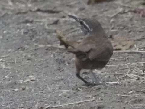 Image of Cabanis's Wren