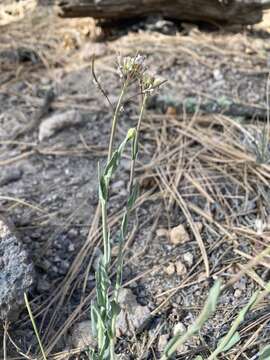 Image of Fendler's rockcress