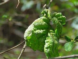 Image de Taphrina japonica Kusano 1905