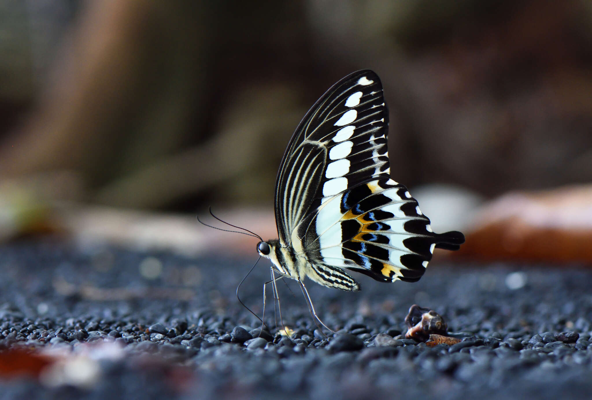 Sivun Papilio gigon Felder & Felder 1864 kuva