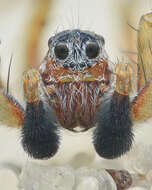 Image of Wolf spider