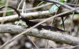 Image of Sagua de Tanamo  Anole