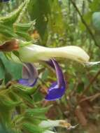 Imagem de Salvia albocaerulea Linden