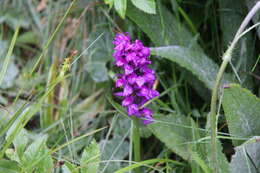 Image of Dactylorhiza cordigera (Fr.) Soó