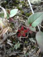 Image of Ceropegia swazica (R. A. Dyer) Bruyns