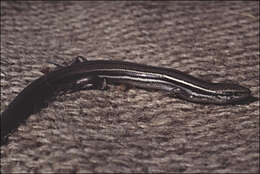 Image of Bold-striped Cool-skink