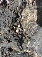 Isognomon californicus resmi
