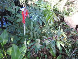 Image of Canna indica L.