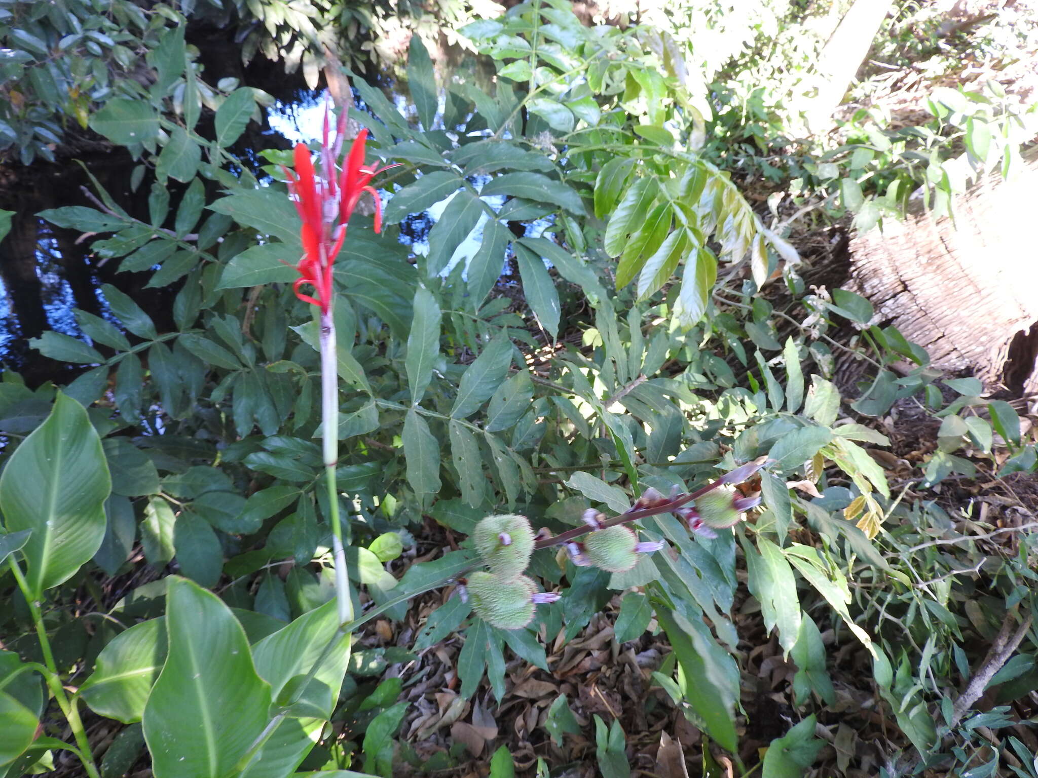 Image of Canna indica L.