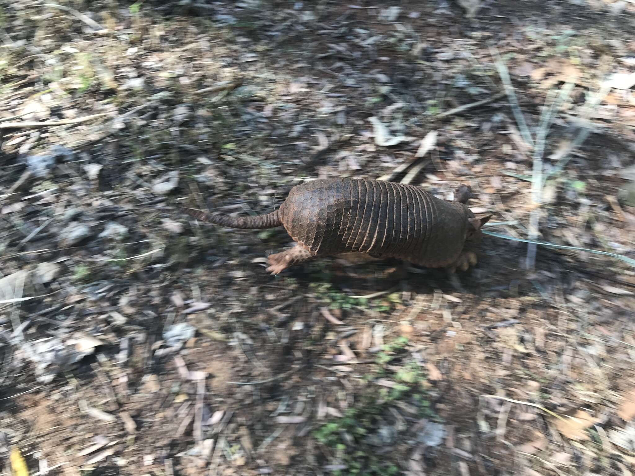 Image of naked-tailed armadillos