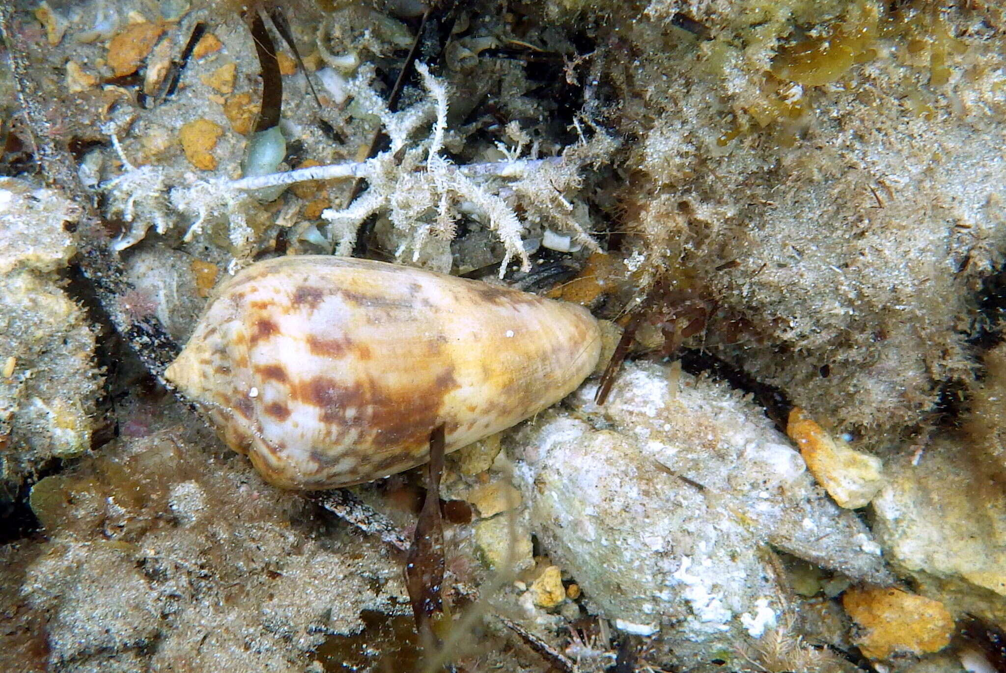 Image of Anemone Cone