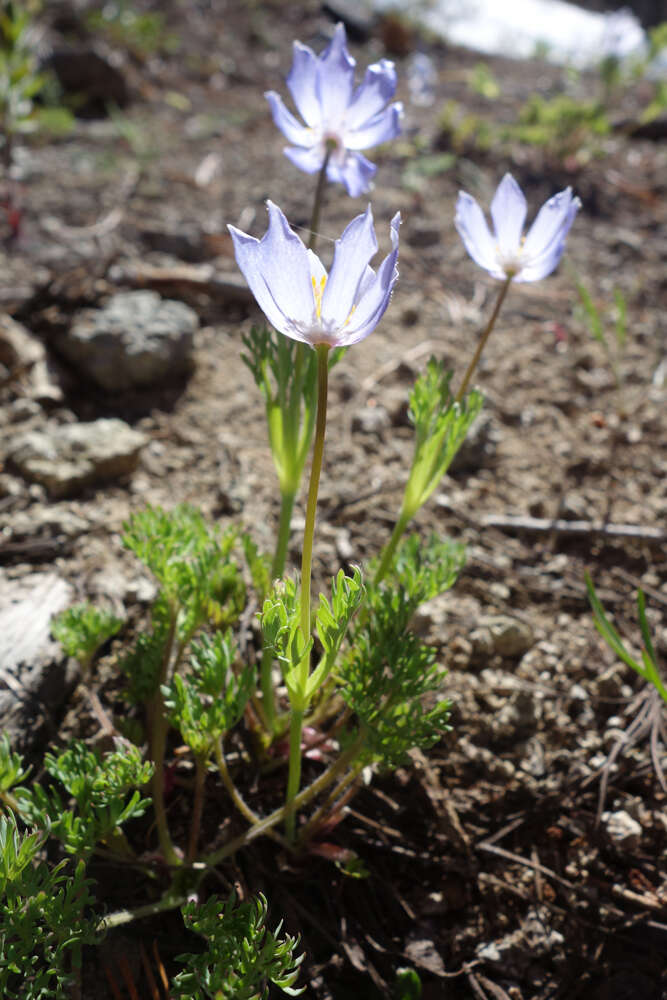 Anemone drummondii S. Wats. resmi