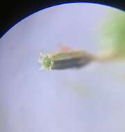 Image of <i>Orthotrichum columbicum</i>