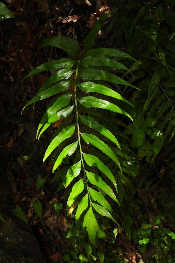 Image of Asplenium falcatum Lam.