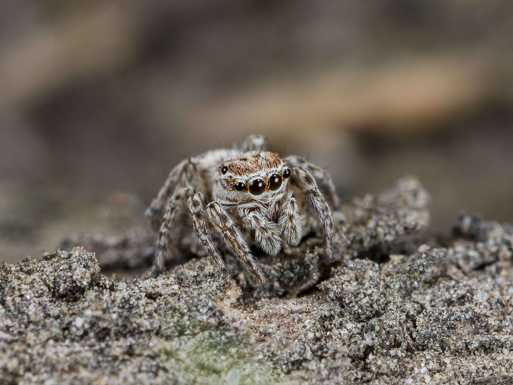 Image of Attulus nenilini (Logunov & Wesolowska 1993)