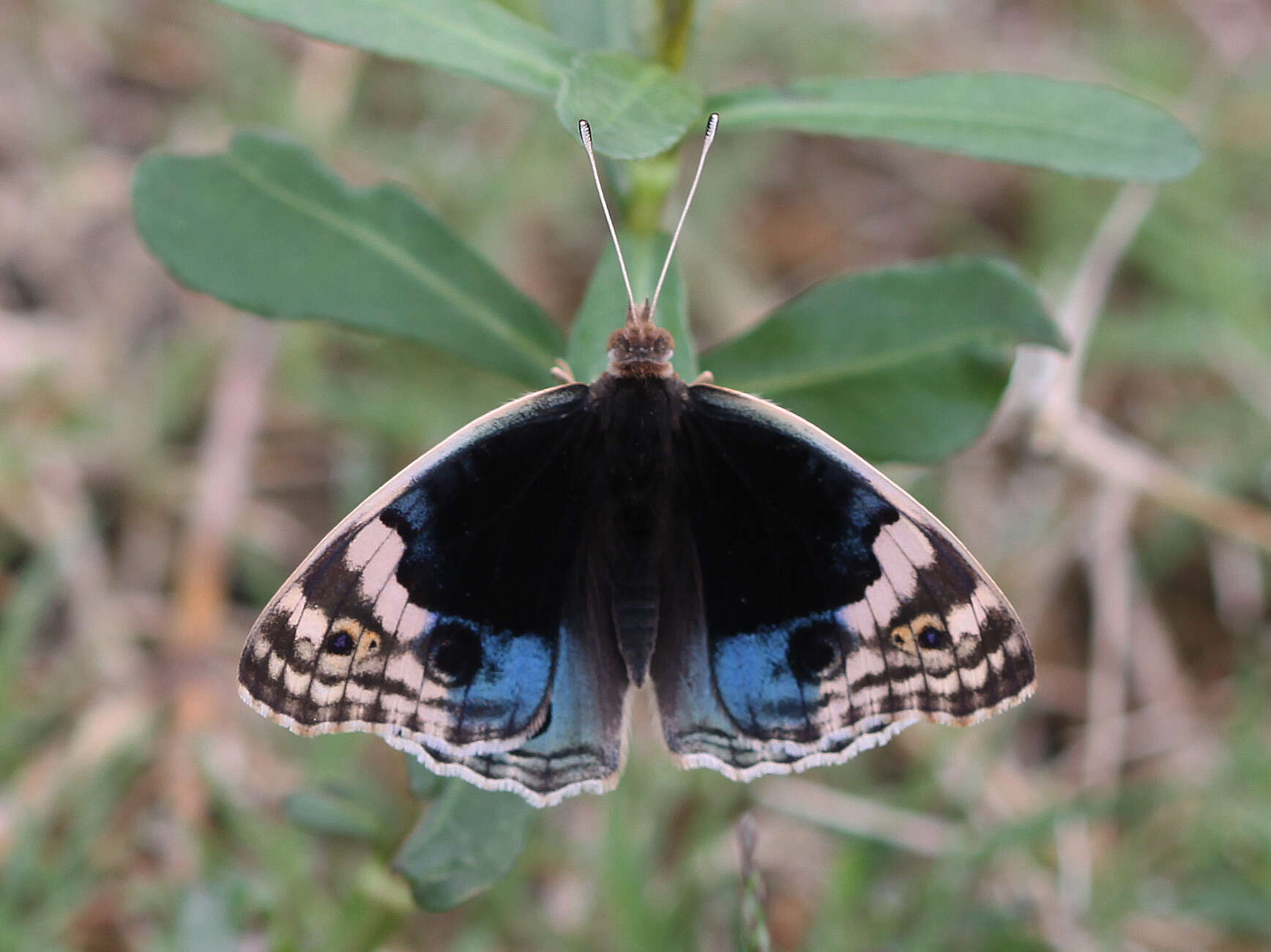 Image of Junonia orithya ocyale Hübner (1816)