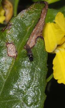 Image of Shore fly