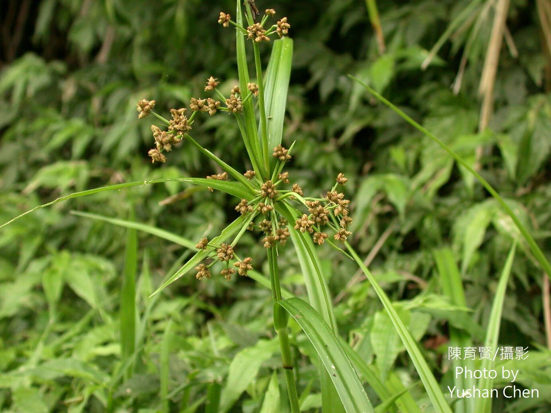 Plancia ëd Scirpus ternatanus Reinw. ex Miq.