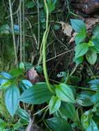 Image of cypress peperomia