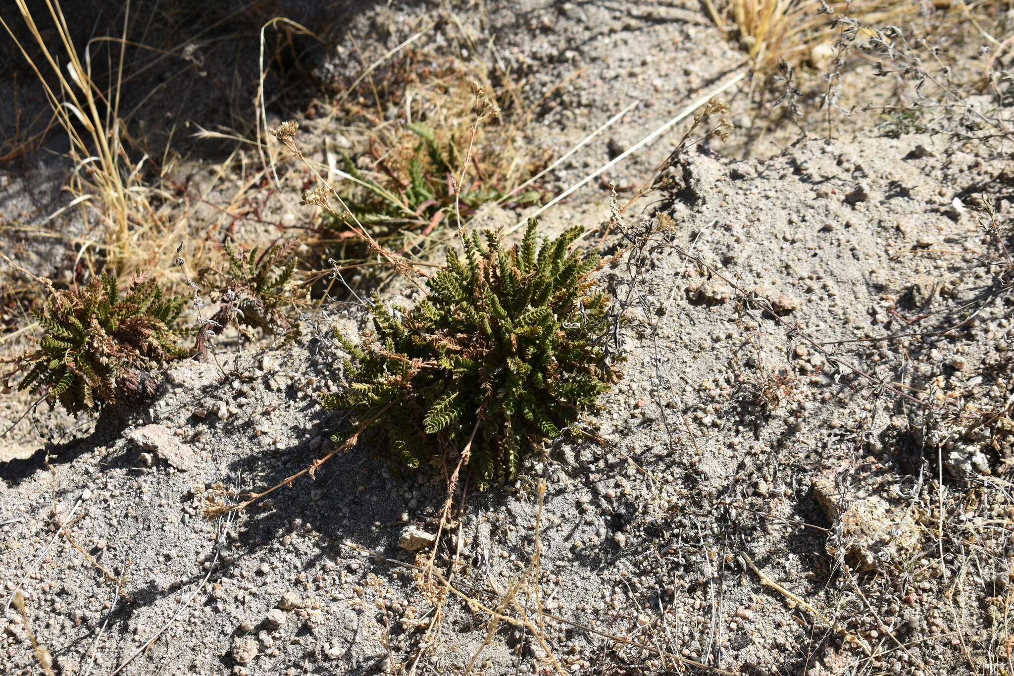 Image of Horkelia clevelandii var. brevibracteata