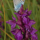 Image of Dactylorhiza cordigera (Fr.) Soó