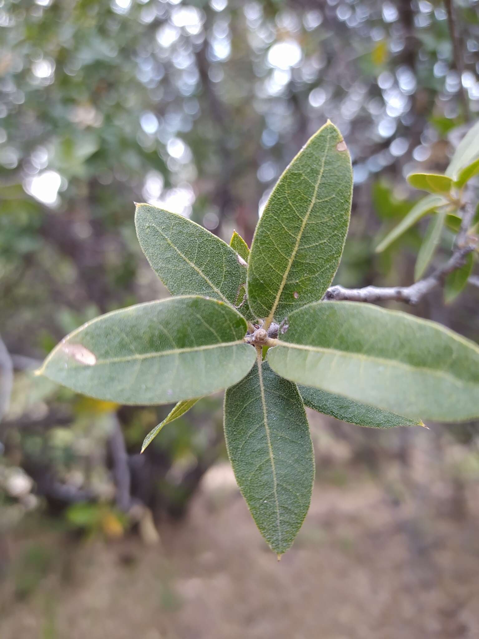 Слика од Quercus peninsularis Trel.