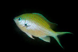 Image of Black-axil chromis