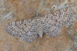 Image of Eupithecia cuculliaria Rebel 1907