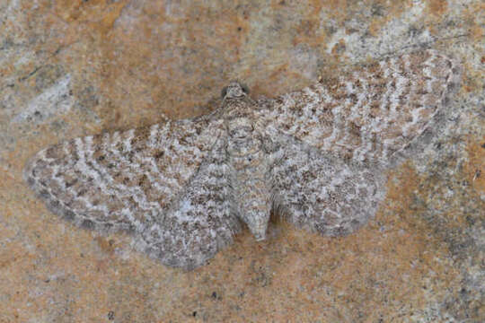 Image of Eupithecia cuculliaria Rebel 1907